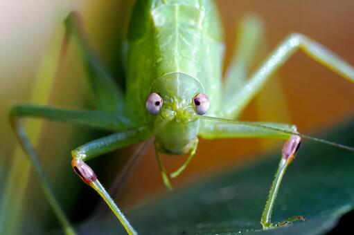 ヒメクダマキモドキの顔 ヒメクダマキモドキ,顔,正面の写真素材
