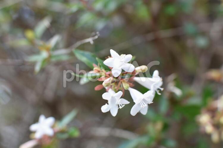 アベリアを専用のレンズで超ＵＰしました。 花,植物,季節の写真素材
