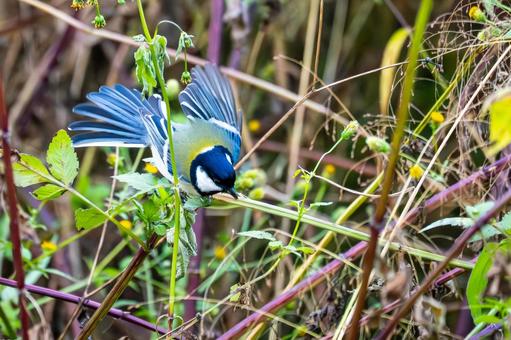 シジュウカラ(96)の写真