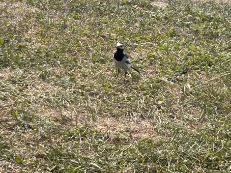 Photo, bird, birdie, animal, 