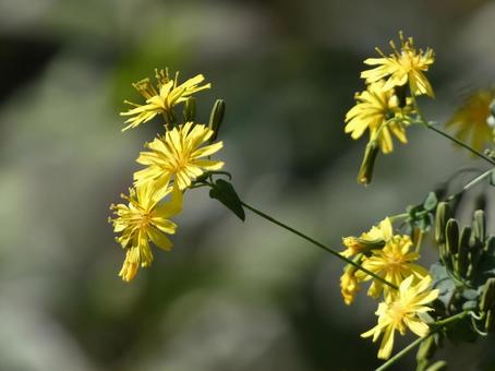 黄色い薬師草(ヤクシソウ)の花 黄色い薬師草(ヤクシソウ)の花 花,秋,10月の写真素材
