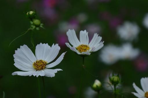 秋風に揺れて咲く コスモス,秋桜,花の写真素材