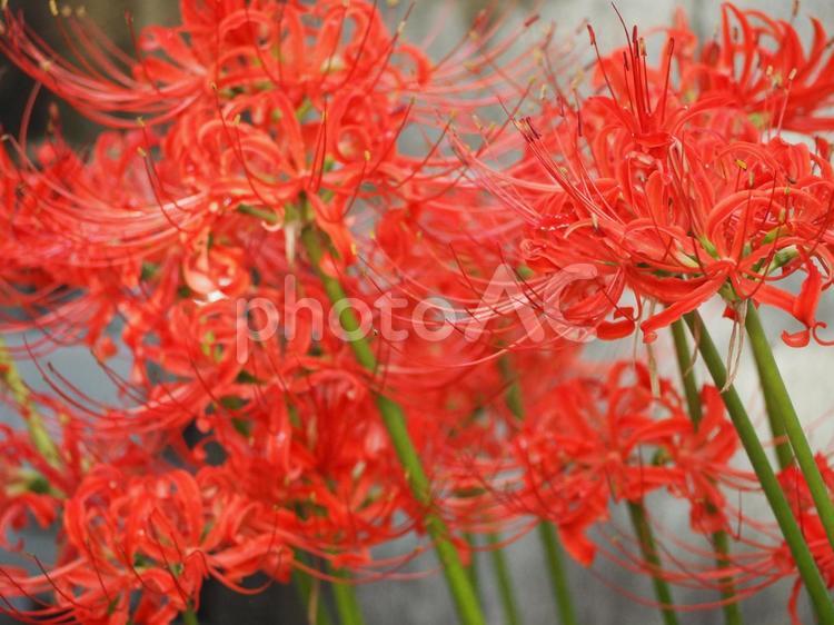 彼岸花　群生⑨ ヒガンバナ,彼岸花,秋の写真素材