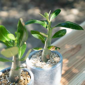 Photo, adenium, succulents, পাত্র, 