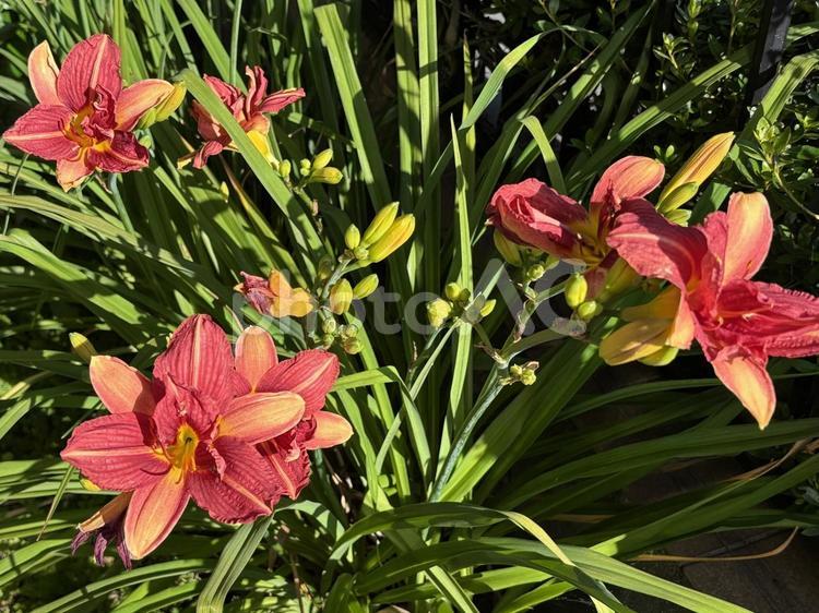 ヘメロカリスの花。 ヘメロカリス,花,植物の写真素材