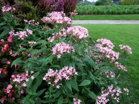 ペンタス Pentas ペンタス Pentas 風景マクロ,草花,春夏秋の写真素材