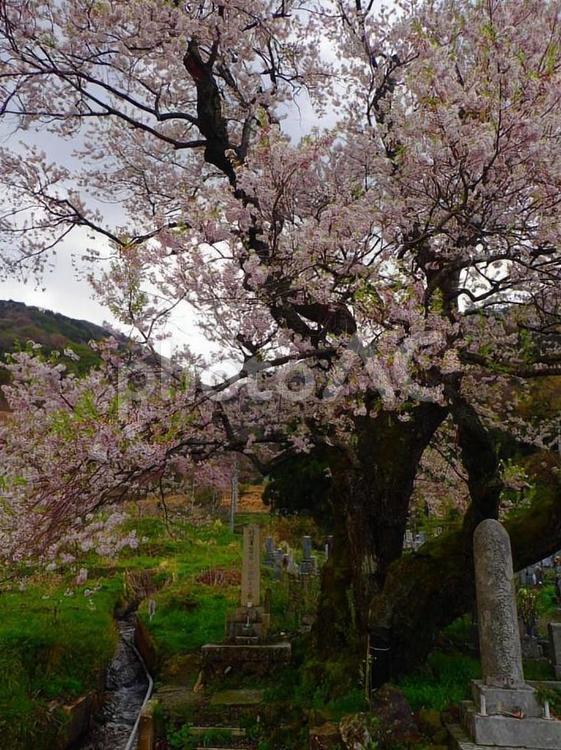 桜と墓地 桜,さくら,サクラの写真素材