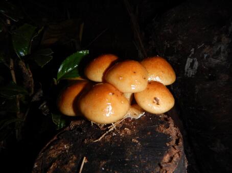 原木なめこ キノコ,茸,なめこの写真素材