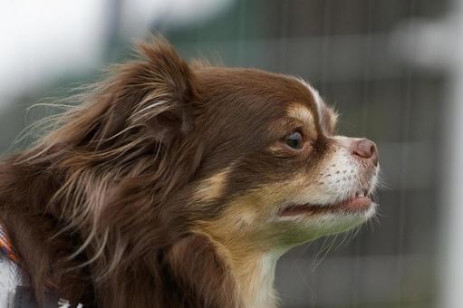 チワワのポートレート 犬,チワワ,ちわわの写真素材
