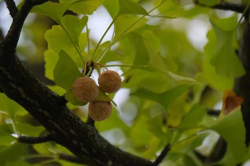 銀杏 銀杏,秋,自然の写真素材