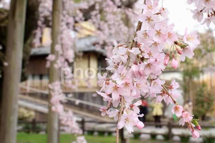しだれ桜 桜,さくら,ピンク色の写真素材