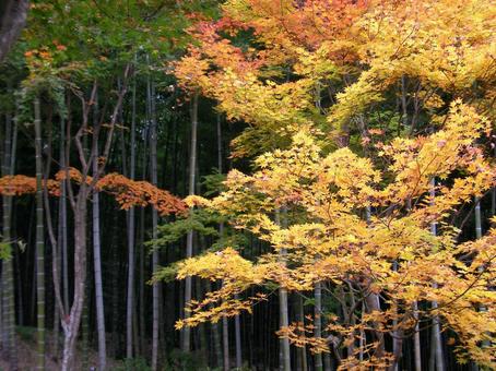 天龍寺 京都 天龍寺 京都の写真