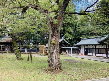 駒形神社　境内 駒形神社,岩手県奥州市,陸中国一宮の写真素材