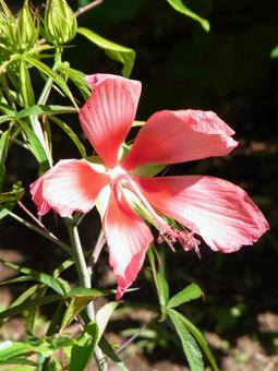 公園の植え込みで開花したモミジアオイ 公園の植え込みで開花したモミジアオイ モミジアオイ,花,植物の写真素材