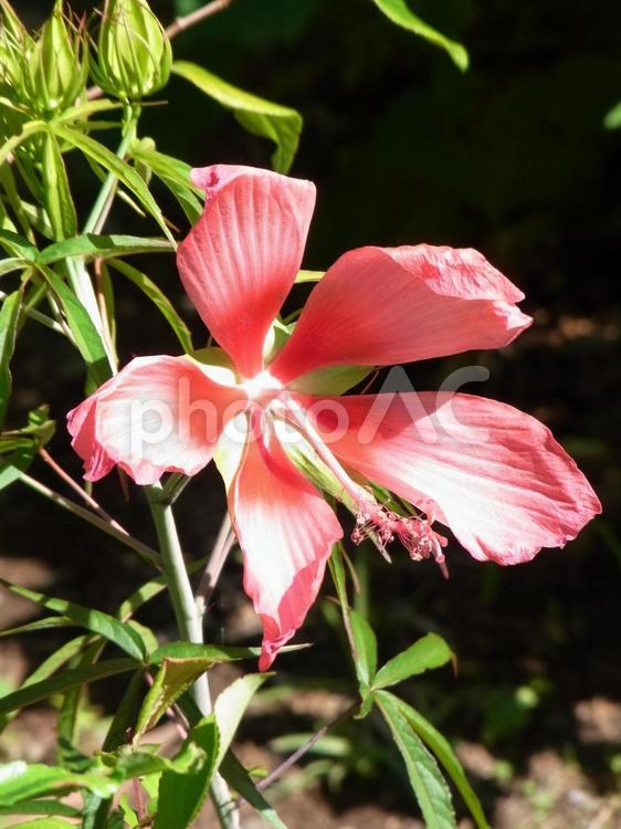公園の植え込みで開花したモミジアオイ モミジアオイ,花,植物の写真素材