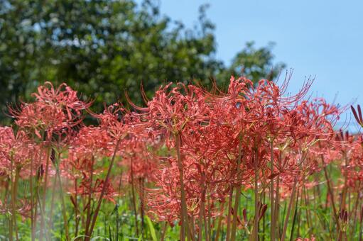 真夏の青空と燃えるような曼珠沙華 曼珠沙華,彼岸花,赤の写真素材