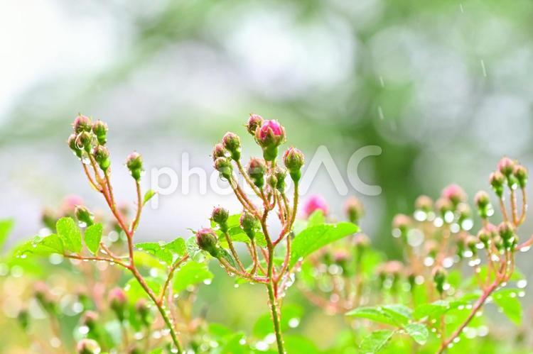 雨に濡れる薔薇の蕾① 薔薇の蕾,水滴,しずくの写真素材