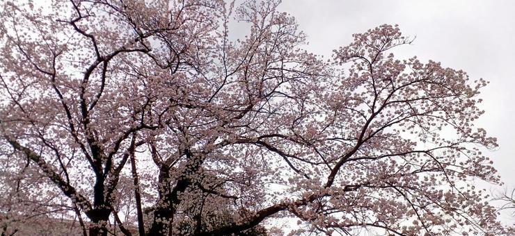 桜 桜の写真