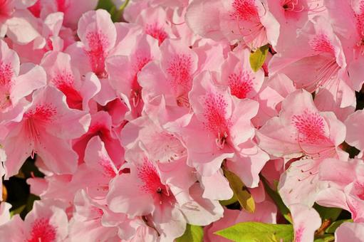 美しいつつじの花 美しいつつじの花 つつじ,ツツジ,花の写真素材