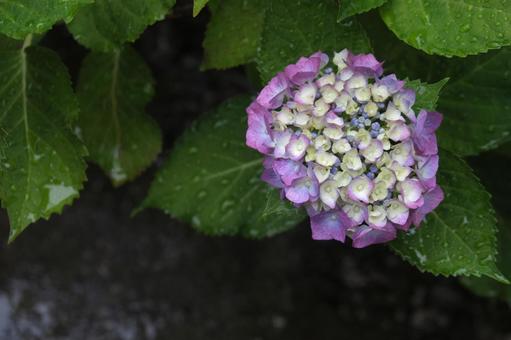 雨に濡れる紫の紫陽花 雨に濡れる紫の紫陽花の写真