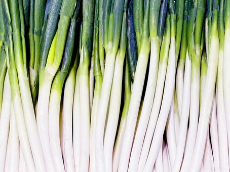 野菜・ネギ ネギ,葱,野菜の写真素材