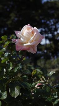 【花の写真】ばらの花 rose,植物,園芸の写真素材