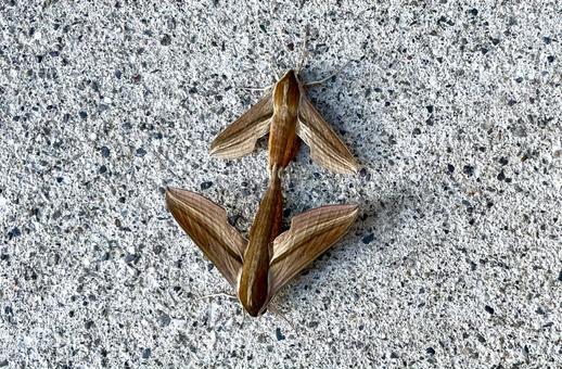 交尾中の蛾 交尾中の蛾 蛾,虫,昆虫の写真素材