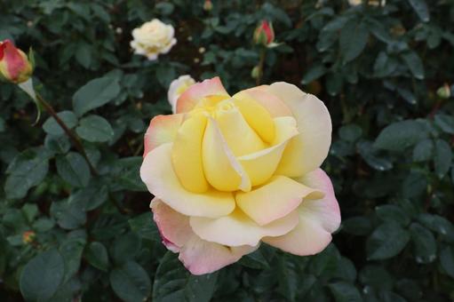 Photo, rose, court, gardening, 