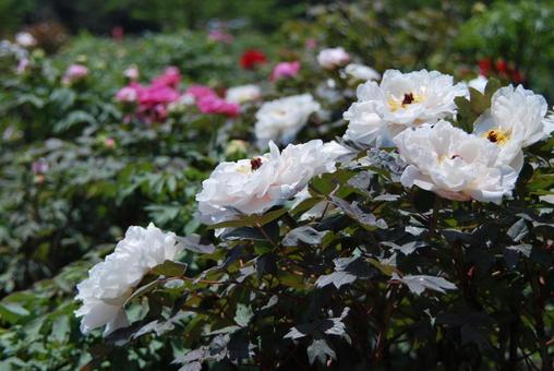 ボタンの花 ボタンの花の写真