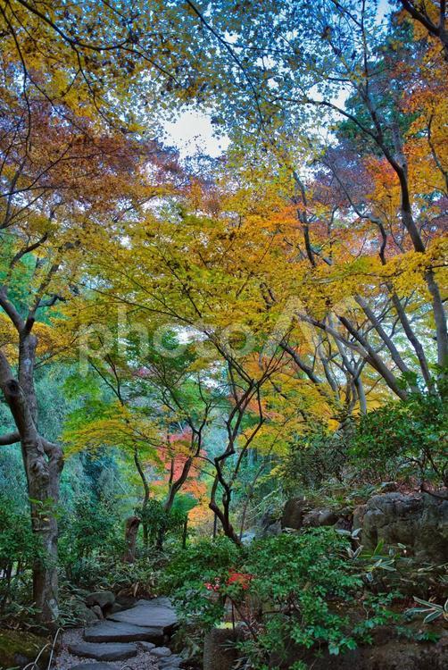 愁いある晩秋の景色 紅葉,モミジ,もみじの写真素材