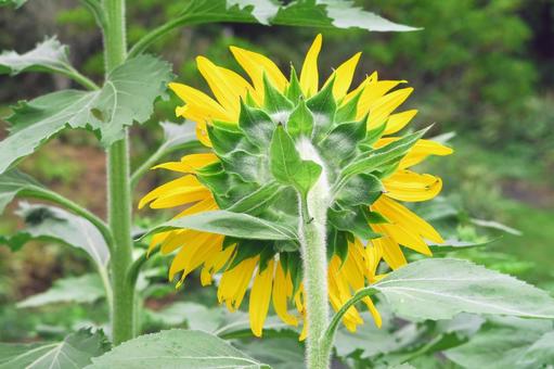 ひまわり　sunflower ひまわり,向日葵,ヒマワリの写真素材