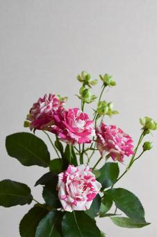 フラッシングとエクレール フラッシングとエクレールの写真