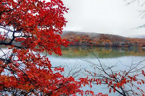 紅葉の赤城小沼 紅葉の赤城小沼 赤城,小沼,秋の写真素材