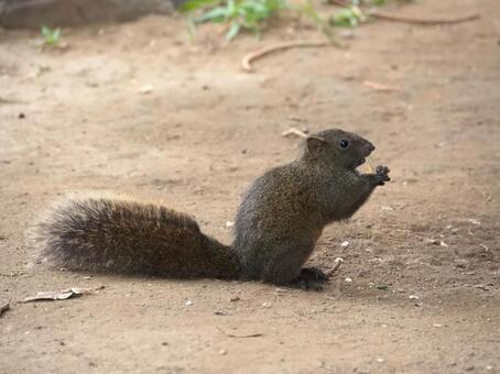 タイワンリス3 タイワンリス,アップ,野生の写真素材