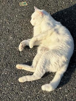 ねこ ねこの写真