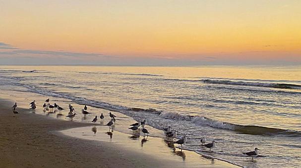 Chirihama Beach at Dusk Seabirds on the Beach: 5, JPG