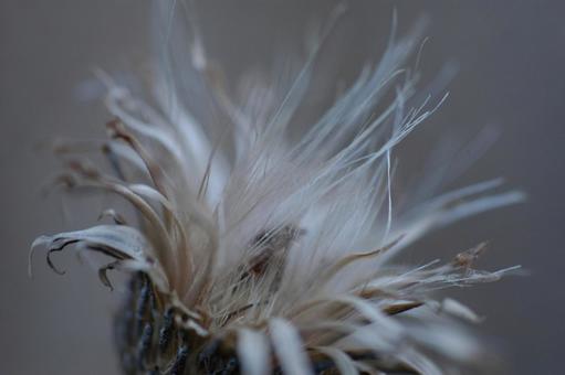 Withered thistle, JPG
