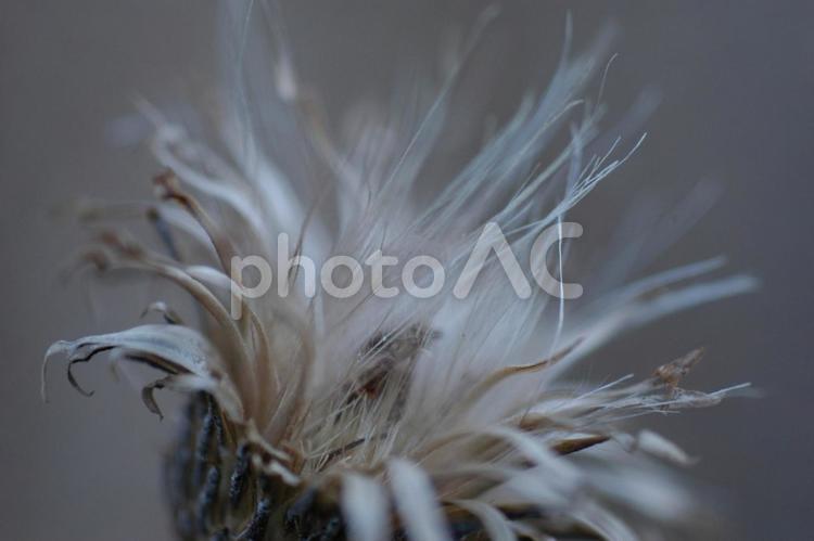 枯れアザミ 綿毛,花,アザミの写真素材