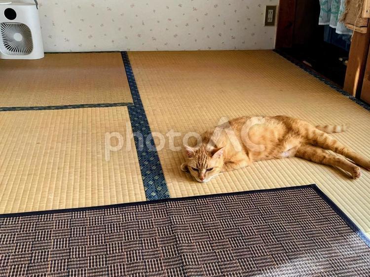 畳の上でくつろぐ茶トラの猫 畳,和室,くつろぐの写真素材