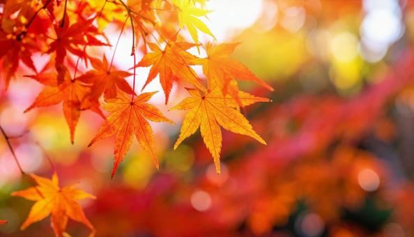 グラデーションが美しい日本の紅葉 グラデーションが美しい日本の紅葉 の写真