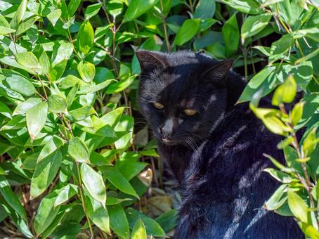 Close-up of a black cat, JPG