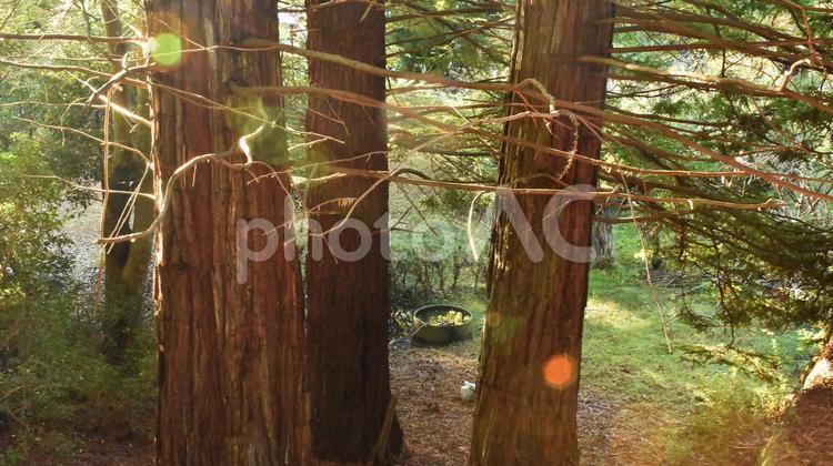 森の中の井戸 木,グリーン,山の写真素材