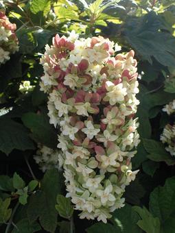 Photo, kashiwaba hydrangea, 円 conical, hydrangea, 