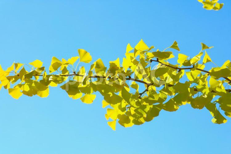 黄色いいちょうと青空 紅葉,いちょう,秋の写真素材