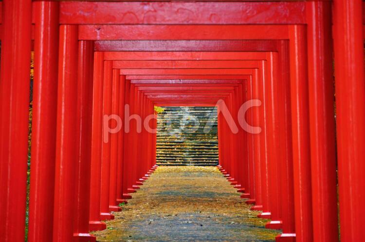 秋の札幌伏見稲荷神社   パワースポット,並んでる鳥居,北海道の写真素材