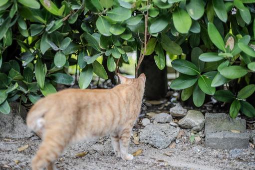巣穴に帰る猫 猫,ネコ,ねこの写真素材