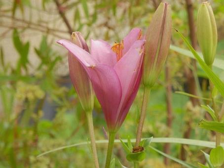 【花の写真】百合の花 【花の写真】百合の花の写真