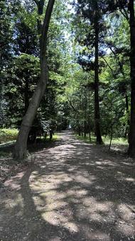 森林公園 森林公園の写真