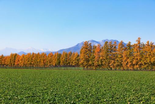 カラ松の紅葉 カラマツ,防風林,紅葉の写真素材