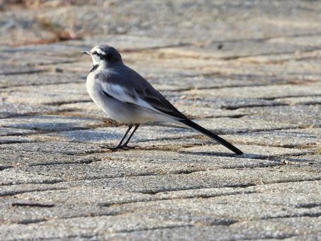 ハクセキレイの写真